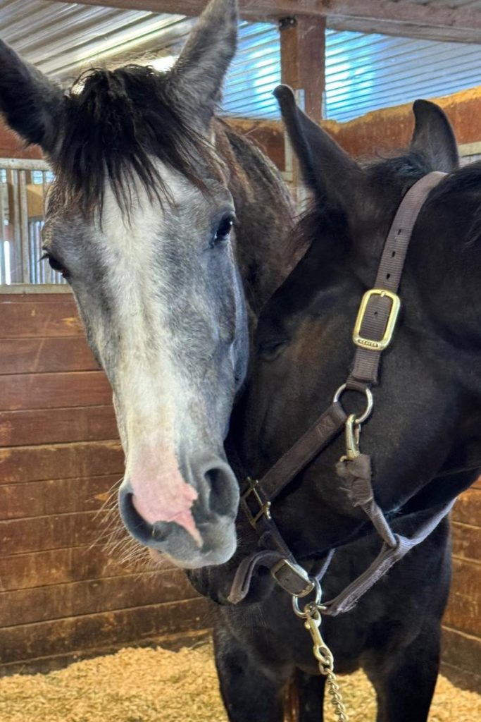 Un couple de chevaux côte à côte