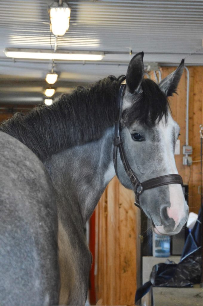 Un cheval gris dans une écurie avec une crinière noire